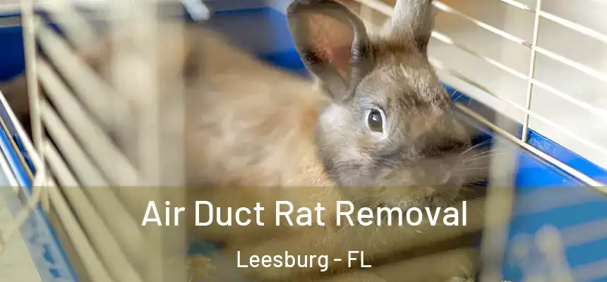  Air Duct Rat Removal Leesburg - FL