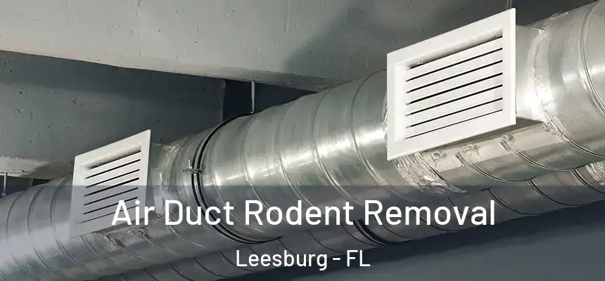  Air Duct Rodent Removal Leesburg - FL