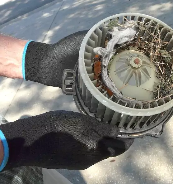 About Air Duct Mice Removal in Leesburg, FL